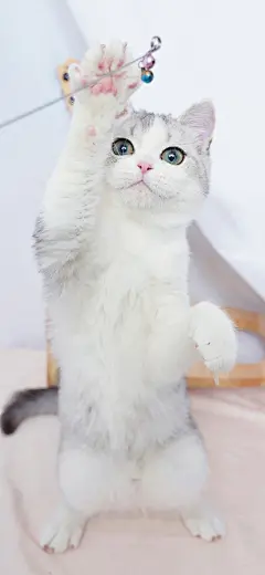 原创猫咪手机壁纸 干净小男孩 英国短毛猫银白起司加白猫
