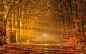 General 1920x1200 nature landscapes sunrise sun rays fall gold leaves trees roads tunnels