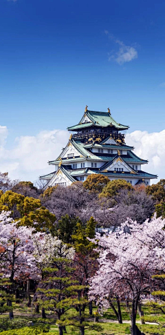 咪丸采集到樱花季，桜花祭