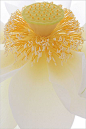 White Lotus Flower Macro by Bahman Farzad