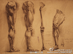 白夜叉Z采集到结构骨骼