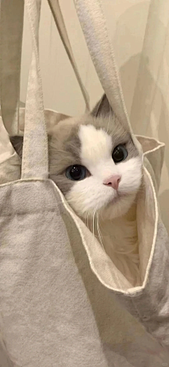 っ萝莉萌主采集到萌宠