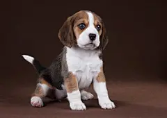 点击来源直接获取大图文件 |可爱的小猎兔犬幼犬