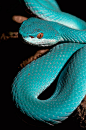 White-Lipped Tree Viper in its blue phase. Wow, its a very gorgeous phase.