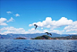 泸沽湖海鸥