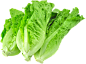 生菜 菜png