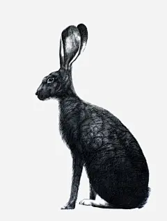 黑色兔子插画png免抠素材_新图网 https://ixintu.com 手绘兔子 水墨兔子 小兔子 兔子免扣元素 卡通兔子