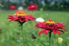 花园里的红色百日草。