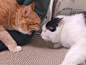 #萌萌# 皮皮萌萌的新室友～@GarbageG 家的泥泥～一只胖胖的母橘猫～