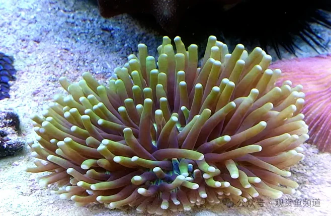 长须飞盘珊瑚是一种独特的海洋生物，它的整...