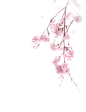 花 粉色 桃花 春天 png 花朵 樱花 免抠素材 飞舞的花朵