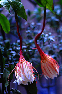 Hedwing姜采集到花卉