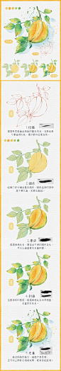 【ipad水彩25】杨桃｜保姆级插画教程有纸纹_1_蕾蕾的画室_来自小红书网页版