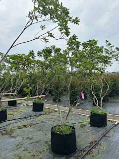 杂木植物-花瓣网|陪你做生活的设计师 | 昆士兰瓶干树