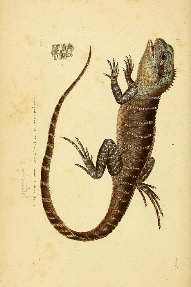 蜥蜴图鉴蜥蜴