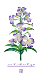 #365 Days Birthday Flowers# 06.19 生日花：萝卜花（Sweet Rocket）花语：黎明（Twilight）-三木焱圭（吴公子）__涂鸦王国插画