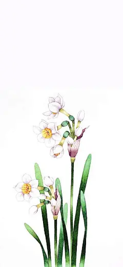 水彩--水仙花 - 高清图片，堆糖，美图壁纸兴趣社区