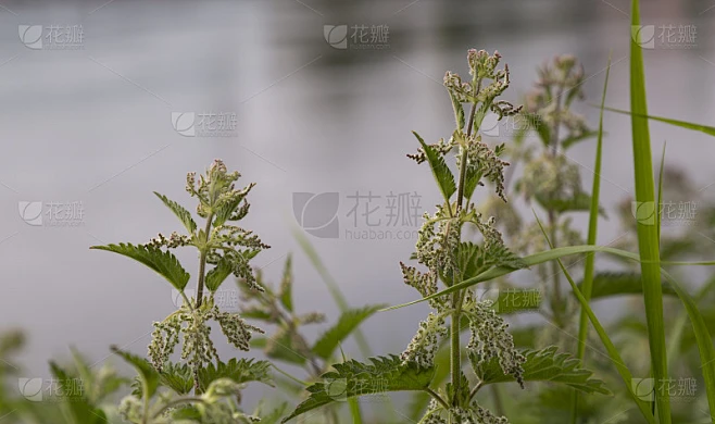 荨麻素材-花瓣网