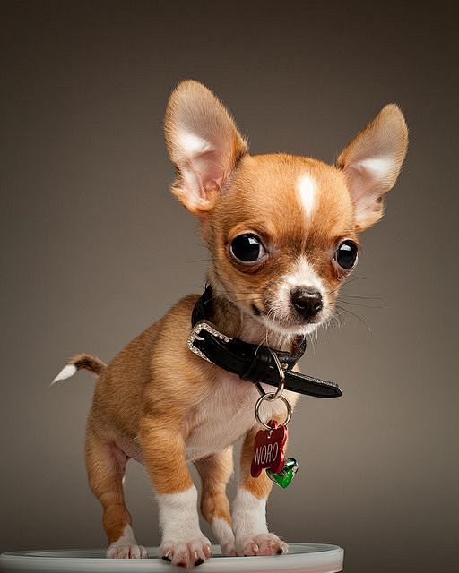 Chihuahua  #Puppy #D...
