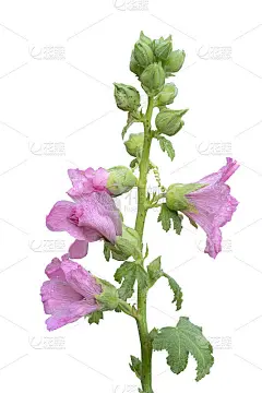 一套甜蜜的彩色粉红色的蜀葵盛开和绿色的蓓蕾花孤立在白色的背景与复制空间和剪辑路径。