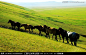 草原上的马群,家禽家畜,动物摄影,摄影,汇图网www.huitu.com