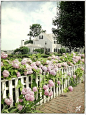 pink hydrangeas. white picket fence. perfection.