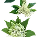 绿植草木花卉素材集 (111)