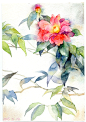 最近的练习 临摹木下美香大师的作品 收获不小-吃番茄的绿妖_水彩,花卉_涂鸦王国插画