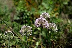 Allium senescens 山韭
山韭图片 山韭植物野菜图片[8/9]_图片大全_美桌网