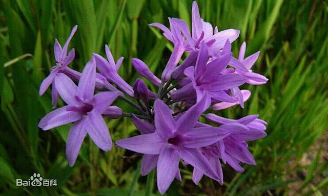 世界上有哪些紫色的花 这35种浪漫的紫花...