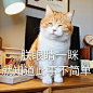 狩猎者 ​​​​ 来自著名网黄猫日 - 微博