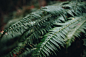 closeup photo of green fern plant photo – Free Fern Image on Unsplash