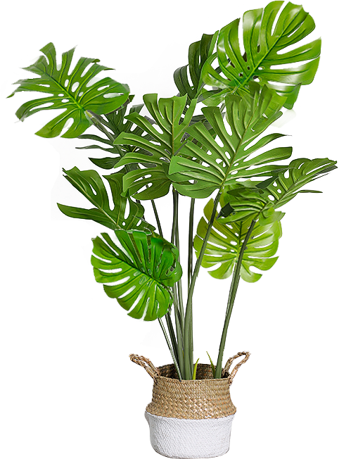 绿植大型植物