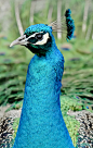 Photograph Peacock by Peter  Hausner Hansen on 500px