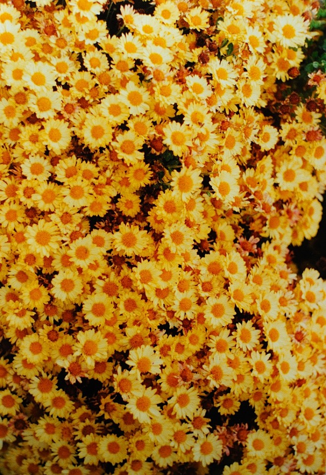 好想变成 其中的一朵花 