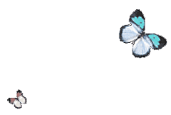 蝴蝶动态壁纸_百度图片搜索