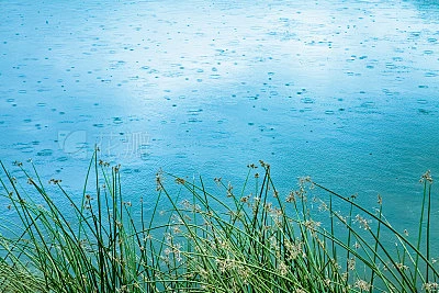 Pond, Reeds & Rain - Nature Background素材-花瓣网