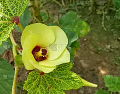 秋葵,水平画幅,素食,无人,生食,夏天,泰国,白色,植物,环境
