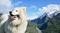 山上白色的的动物狗/ 2560x1440壁纸