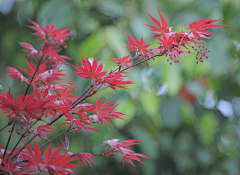 请叫我花仙zi采集到花好月圆