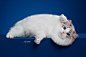 布偶猫摄影宠物摄影AMYWORKS赛猫摄影 - 原创作品 -  