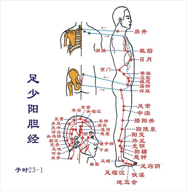 百度图片搜索_十二经脉图的搜索结果