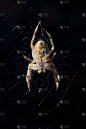 常见的 Orb Weaver 蜘蛛
