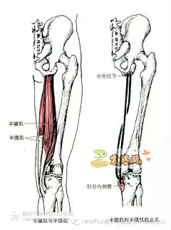 PkgjS44Q采集到腿部肌肉