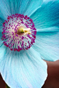 Flowers & Gardens