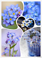 #花瓣花语录#勿忘草（Myosotis sylvatica）紫草科勿忘草属的植物。蓝色花朵中央有一圈黄色心蕊，卷伞花序随着花朵的开放逐渐伸长，半含半露，惹人喜爱。将其夹在书中，香味永不消散，长久留于书中，所以名为“勿忘草”。花语：永志勿忘。！你心里有那个忘不了的人吗？