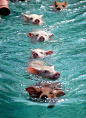 exuma bahamas, where pigs swim up to your boat