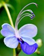 蓝蝴蝶，别称紫蝶花、紫蝴蝶