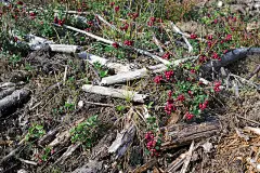 美味多汁的浆果，越橘，越橘，越橘，非常漂亮的墙纸