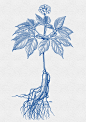 钢笔画｜人参